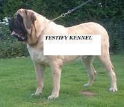 TESTIFY KENNELS OFFER 7 (ENGLISH MASTIF) PUP FOR SALE CALL 09540809687